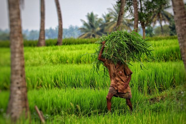 A coastal farmer walking through palm trees — Coastal Karnataka arecanut belt.
