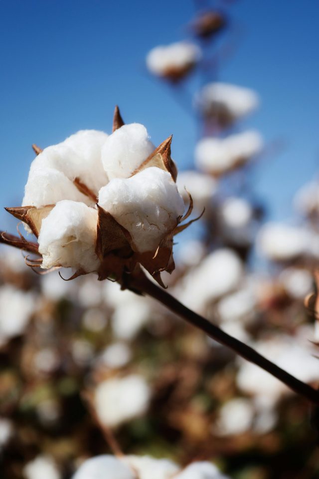Cotton bolls against a clear blue sky — Saurashtra and Kutch cotton belt.