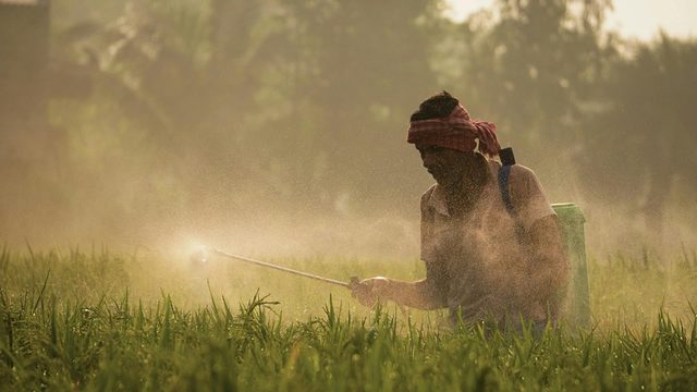 A farmer applying biologicals across a paddy field at Srikhanda — Doctor of Soil prescriptions in the field.