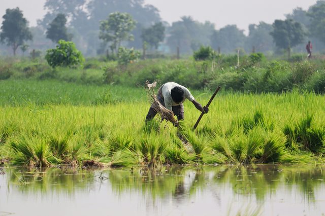 A farmer surveys a paddy field in early grain-fill — the moment where matrix decisions matter most.