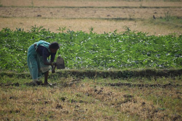 A woman farmer in a verdant field — the workforce shaping India's bio-ag transition.