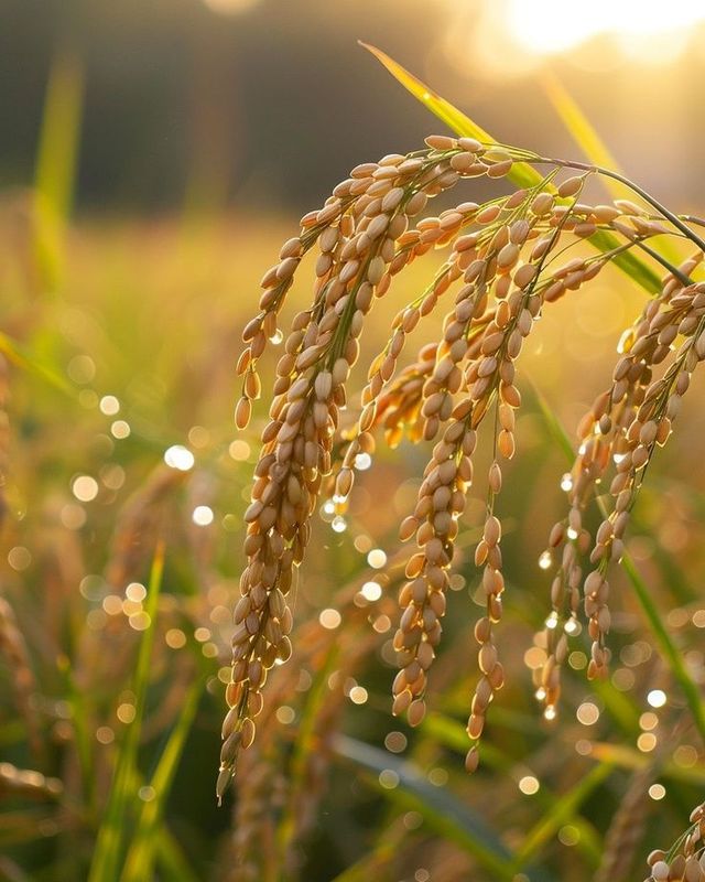 Golden rice panicles glistening with dew at sunset — export-grade quality.