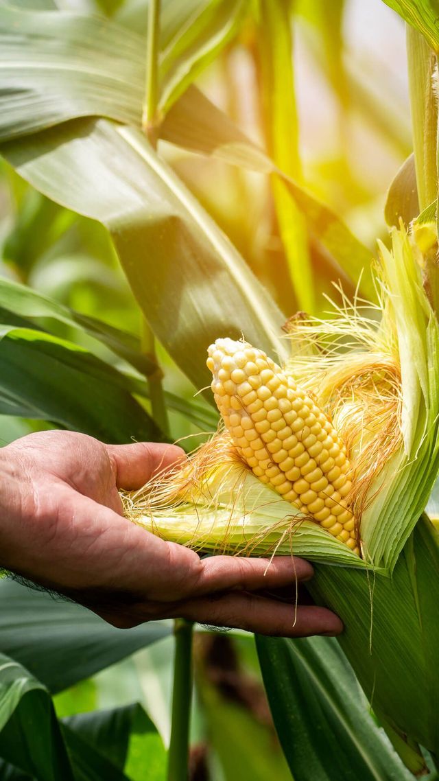 A hand holding a corn cob in sunlight — the harvest outcome of every protocol decision made across the cereal cycle.
