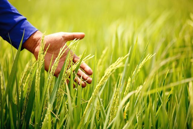 A hand brushing rice panicles at golden hour — the reproductive window where yield is decided.