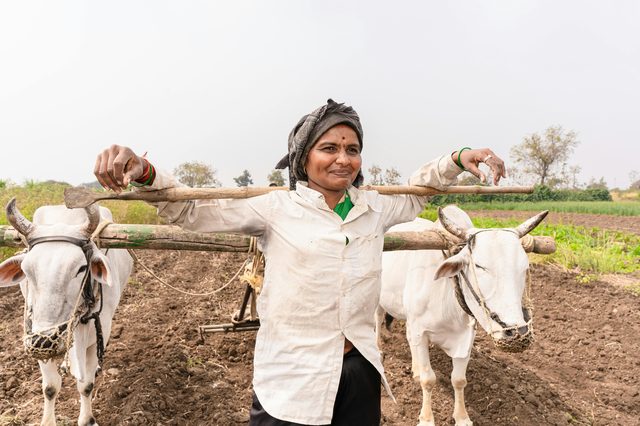 A Nagpur farmer working a pair of oxen across the field — from tradition forward, biology built for Indian soil.