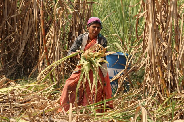 A woman among tall sugarcane stalks in Sangli — Western Maharashtra sugarcane belt.