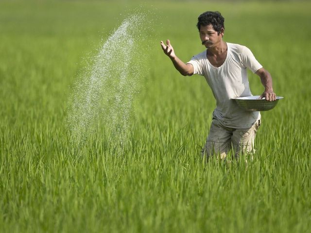 A farmer broadcasting nutrient inputs across a paddy field.