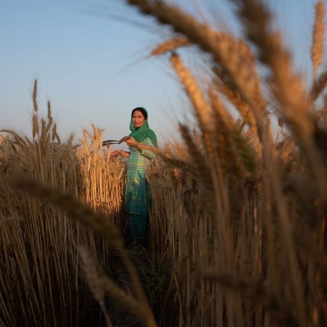 A woman in a green sari walking through golden wheat — every relationship begins with a conversation.