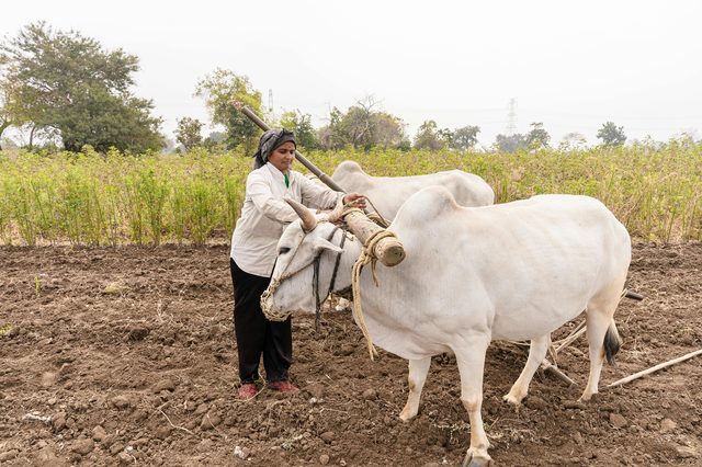 A woman working oxen in Nagpur — heritage and labour at the foundation of Indian agriculture.