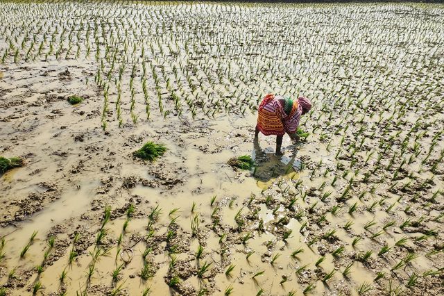 A woman transplanting rice seedlings by hand near Tarapith — the foundational labour of paddy agronomy.
